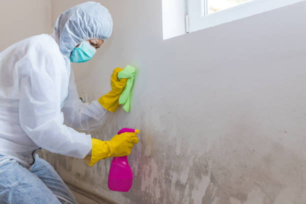 Trusted Thousand Oaks, CA Mold Removal Services Experts