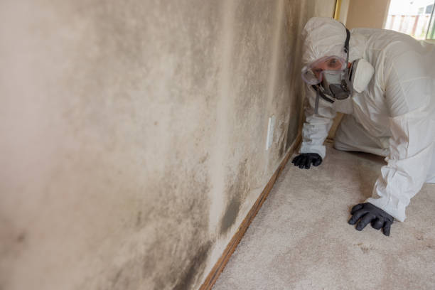 Why You Should Choose Our Mold Remediation Services in Thousand Oaks, CA